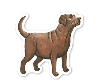 Chocolate Labrador Sticker