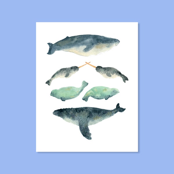 Narwhal Sandwich Print