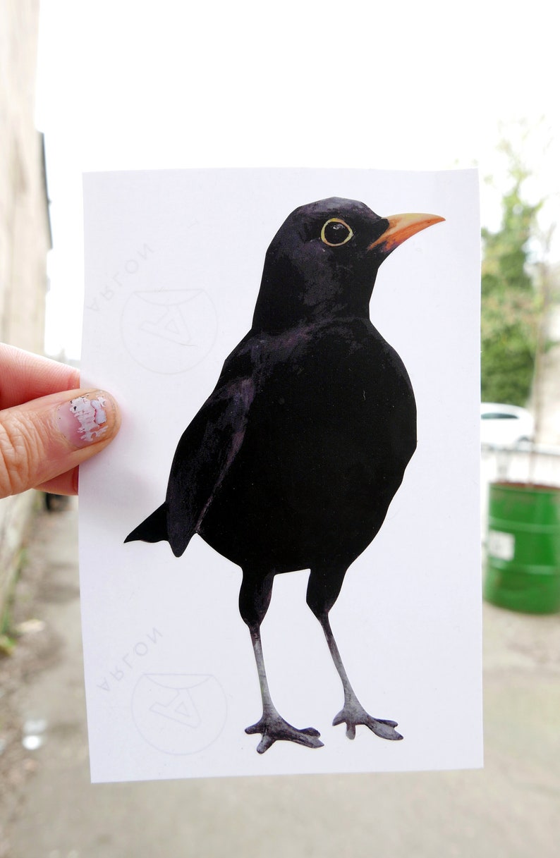 Blackbird Wall Sticker Woodland Collection British Bird Decals