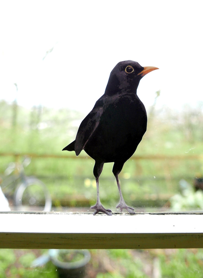 Blackbird Wall Sticker Woodland Collection British Bird Decals