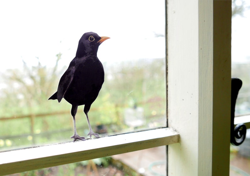 Blackbird Wall Sticker Woodland Collection British Bird Decals
