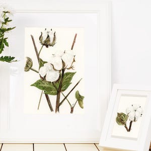Cotton Plant Watercolor Paintings Set of 2, Cotton Boll Art, Country and Farmhouse Wall Art, Farm Decor