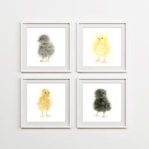Watercolor Chickens, Fluffy Baby Chick Paintings Set of 4, Yellow, Black, Gold, and Gray Baby Chicken Wall Art to Download and Print