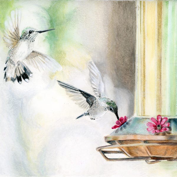 ACEO ATC Colibríes en el comedero. Lápiz de color y acuarela. Edición 2026.