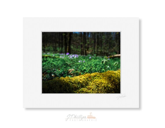 Spring At White Oak Sinks Etsy