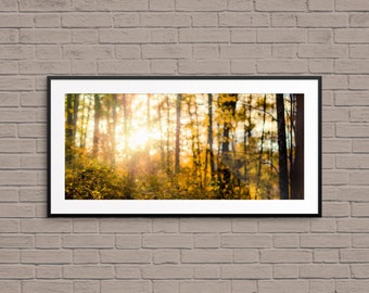 Sunrise in the Woods