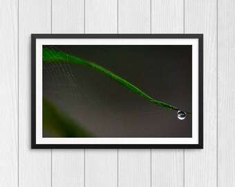 The Long Leaf