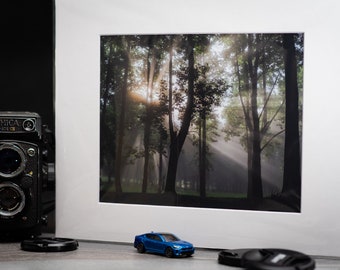 Morning Light in the Woods
