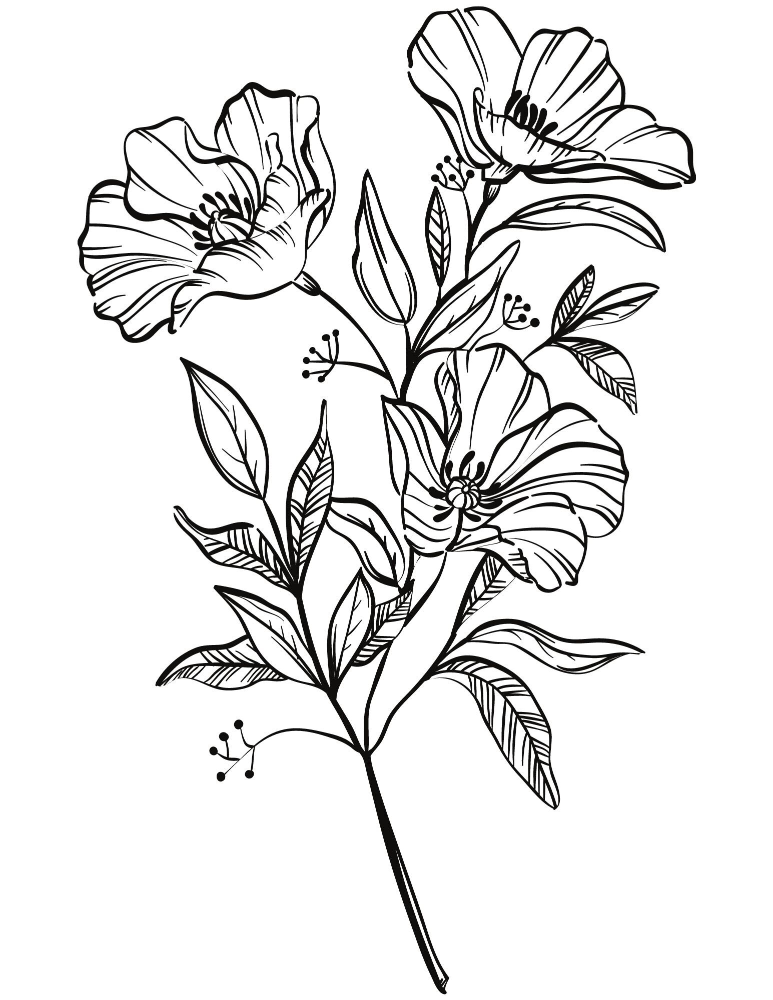 printable flower coloring pages vol 2 16 pages downloadable etsy