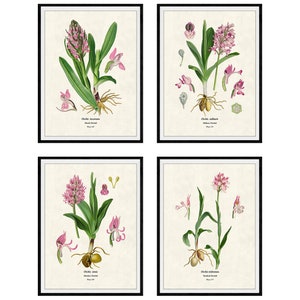 Pink Orchids Set of 4 French Botanical Giclee Prints, No. 06