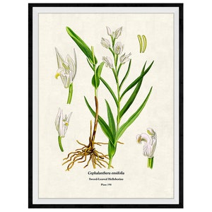 White Orchid Flowers Botanical Giclee Print, Lithograph No. 198