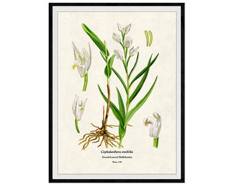 White Orchid Flowers Botanical Giclee Print, Lithograph No. 198