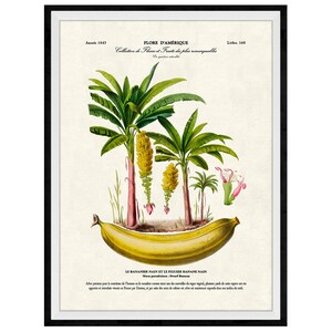 Banana Tree Botanical Giclee Print, Lithograph No. 168