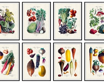 Organic Vegetables Set of 8 French Botanical Giclee Prints, No. 23