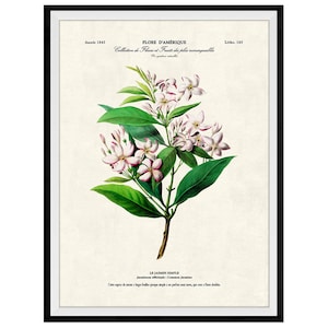 Jasmine Flowers Botanical Giclee Print, Lithograph No. 163