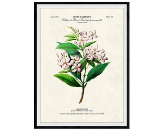 Jasmine Flowers Botanical Giclee Print, Lithograph No. 163