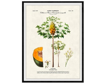 Papaya Tree Botanical Giclee Print, Lithograph No. 146