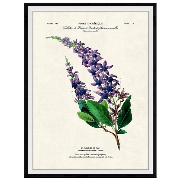 Queen's Wreath Flowers Botanical Giclee Print, Lithograph No. 118