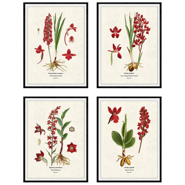 Red Orchids Set of 4 French Botanical Giclee Prints, No. 10