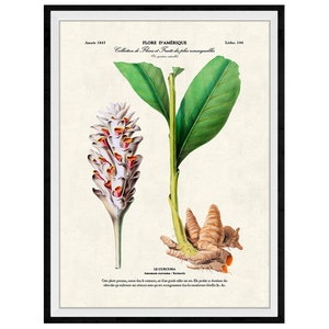 Turmeric Botanical Giclee Print, Lithograph No. 144