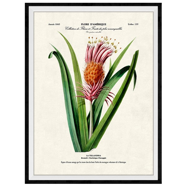 Wild Pineapple Botanical Giclee Print, Lithograph No. 135