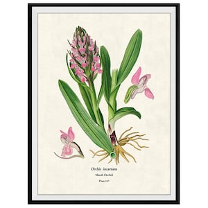 Pink Orchid Flowers Botanical Giclee Print, Lithograph No. 167