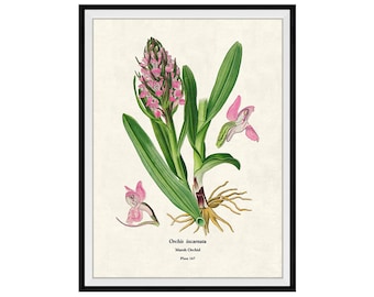 Pink Orchid Flowers Botanical Giclee Print, Lithograph No. 167