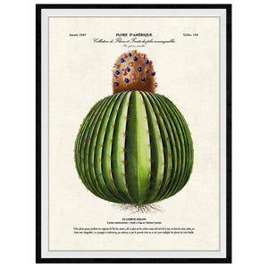 Cactus Botanical Giclee Print, Lithograph No. 126