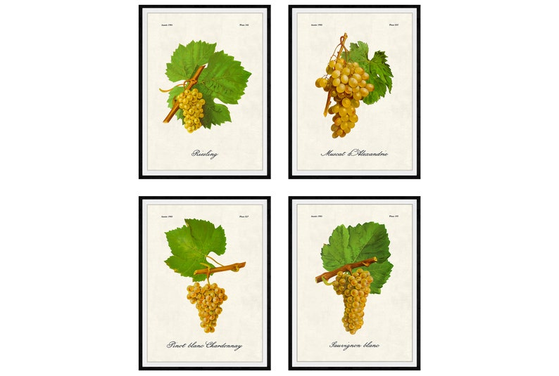 French White Wine Grapes chardonnay Riesling Sauvignon Etsy