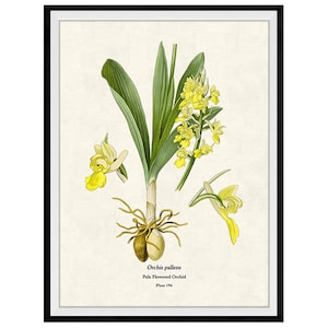 Yellow Orchid Flowers Botanical Giclee Print, Lithograph No. 196