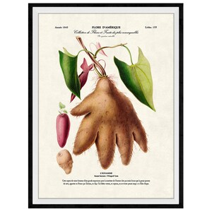 May include: A vintage botanical illustration of a "Ulluco" or "Wulluku" plant, a type of Andean tuber. The illustration shows the plant's leaves, flowers, and the tuber itself, which is depicted as a hand-shaped root. The illustration is titled "Ulluco" and includes a description of the plant in French.