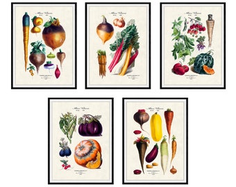 French Garden Vegetables Set of 5 Botanical Giclee Prints, No. 25