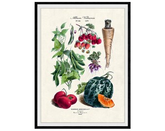 Garden Vegetables Botanical Giclee Print, No. 186