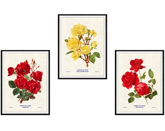 Roses Set of 3 Botanical Giclee Prints, No. 21