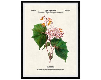 Begonia Flowers Botanical Giclee Print, Lithograph No. 109