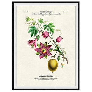 Passion Flower Botanical Giclee Print, Lithograph No. 115