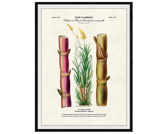 Sugarcane Botanical Giclee Print, Lithograph No. 140