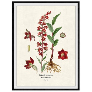 Red Orchid Flowers Botanical Giclee Print, Lithograph No. 183