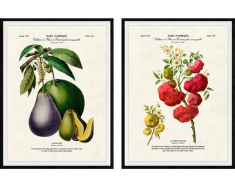 May include: Two vintage botanical prints in black frames. The left print features a purple avocado with green leaves and a green avocado cut in half. The right print features a red flower with yellow flowers and green leaves. The text on the prints reads "Flore d'Amerique".