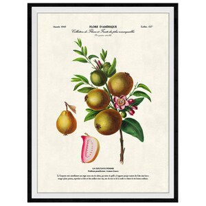 Guava Botanical Giclee Print, Lithograph No. 127