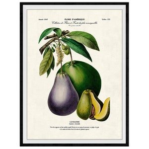Avocado Botanical Giclee Print, Lithograph No. 122