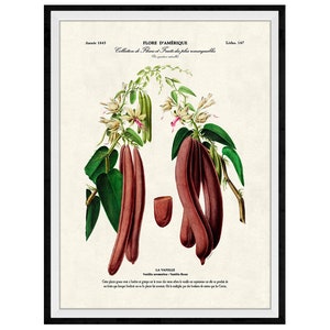 Vanilla Bean Botanical Giclee Print, Lithograph No. 147