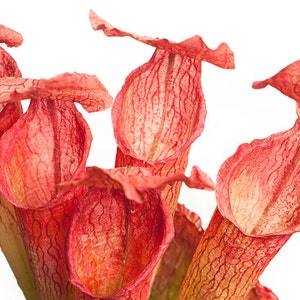 Tall Red and Green Fascinator, Pitcher Plant Headpiece image 5