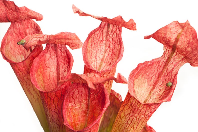 Tall Red and Green Fascinator, Pitcher Plant Headpiece image 5