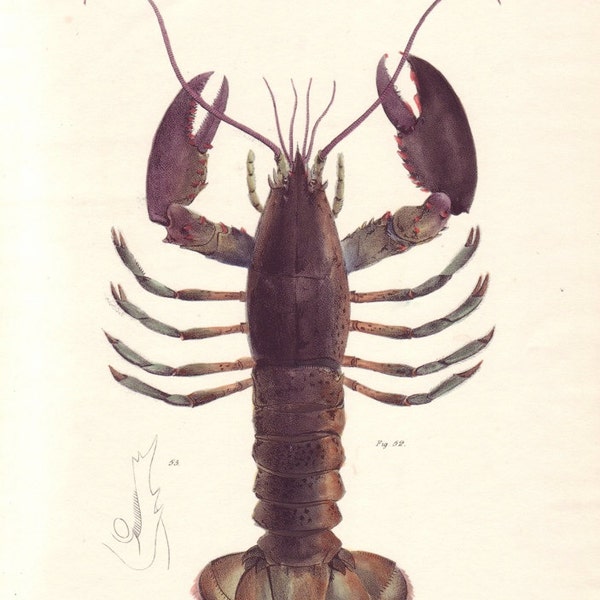 1800s Lobster Print, Antique Shell Print, RARE Hand Colored Sea Life Print, Coastal Art, Hand Colored Bookplate, New York American Lobster