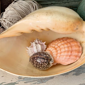 Vintage large Melo shell real seashell Melon specimen cottage beach decor 13.25 inch long
