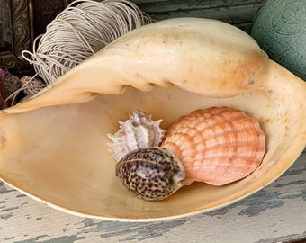 May include: A large seashell with a smooth, cream-colored interior, holding three smaller seashells. The smaller shells are a light pink, a white with brown stripes, and a white with brown spots.