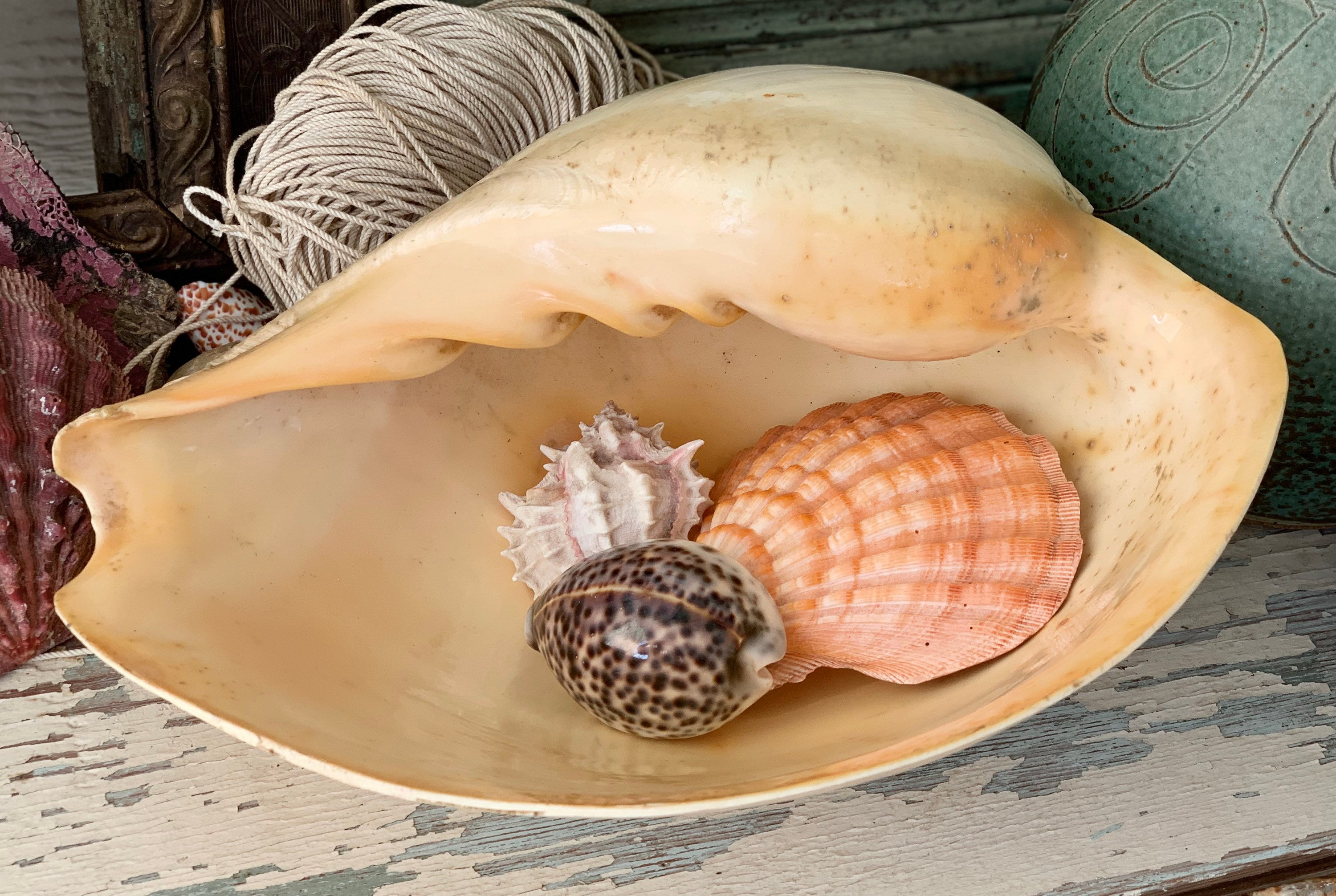Vintage Oversized Seashell Large Melo Shell Bailer Melon 13.25