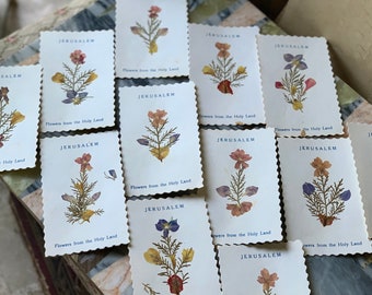 Vintage set Jerusalem pressed flower cards Holy Land flowers small cards lot