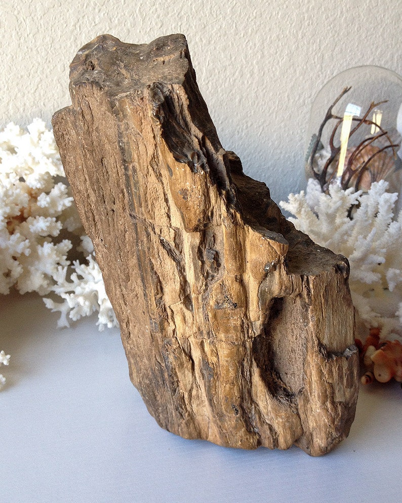 Petrified Wood Stump Old Natural Real Rock Specimen Large Etsy Ireland
